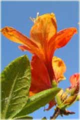 Azalia wielkokwiatowa Glowing Embers Azalea Glowing Embers