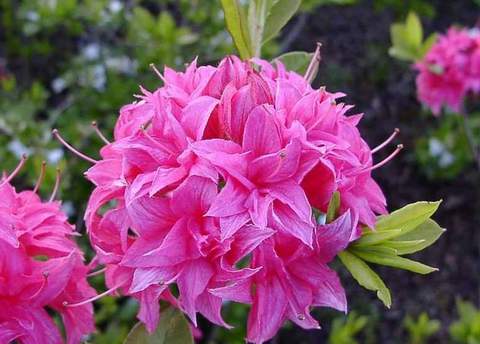 Azalia wielkokwiatowa Homebush - Azalea Homebush