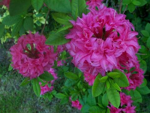 Azalia wielkokwiatowa Homebush - Azalea Homebush