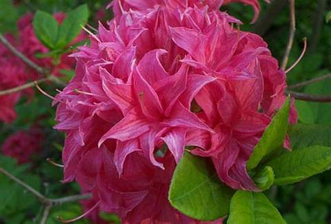 Azalia wielkokwiatowa Homebush - Azalea Homebush