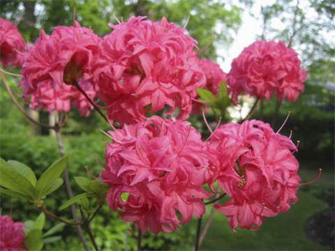 Azalia wielkokwiatowa Homebush - Azalea Homebush