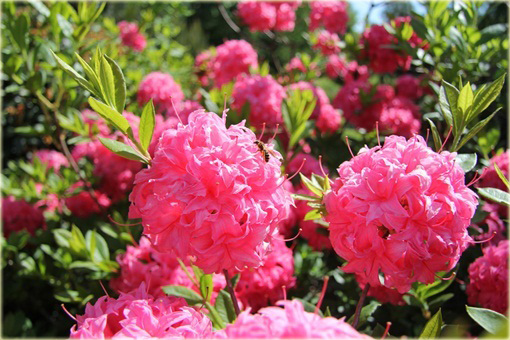 Azalia wielkokwiatowa Homebush - Azalea Homebush