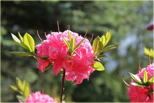 Azalia wielkokwiatowa Homebush - Azalea Homebush