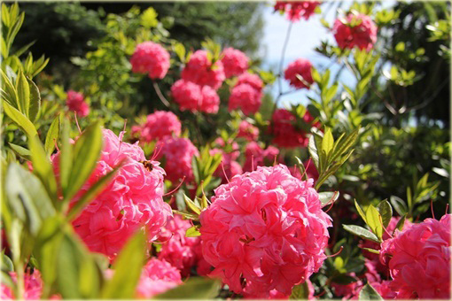 Azalia wielkokwiatowa Homebush - Azalea Homebush