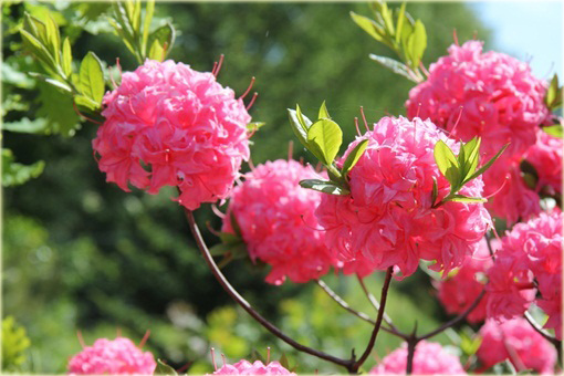 Azalia wielkokwiatowa Homebush - Azalea Homebush