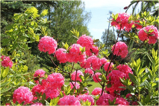 Azalia wielkokwiatowa Homebush - Azalea Homebush