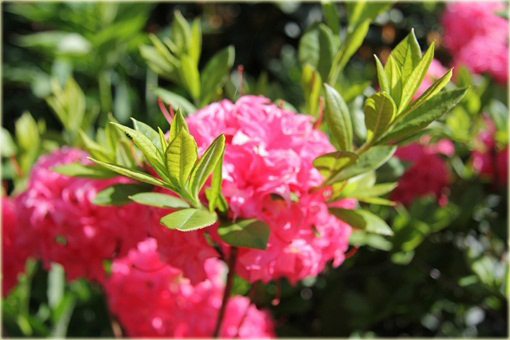 Azalia wielkokwiatowa Homebush - Azalea Homebush