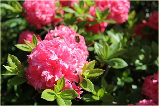 Azalia wielkokwiatowa Homebush - Azalea Homebush