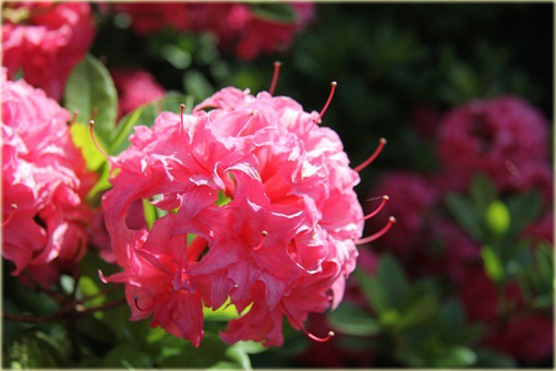 Azalia wielkokwiatowa Homebush - Azalea Homebush