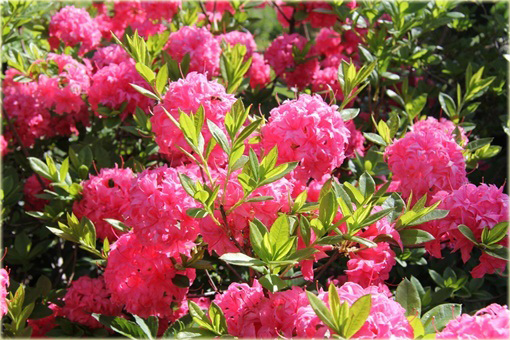 Azalia wielkokwiatowa Homebush - Azalea Homebush