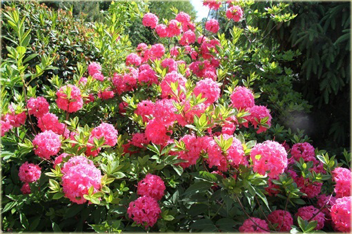 Azalia wielkokwiatowa Homebush - Azalea Homebush