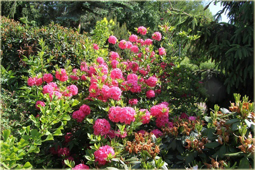 Azalia wielkokwiatowa Homebush - Azalea Homebush