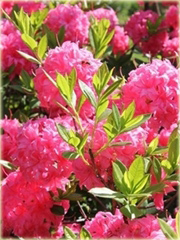 Azalia wielkokwiatowa Homebush Azalea Homebush