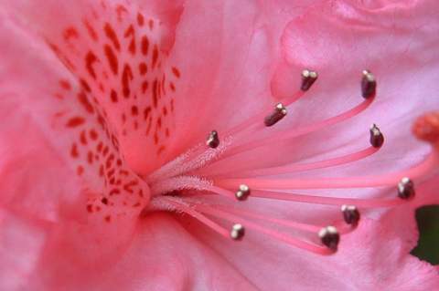 Azalia wielkokwiatowa Il Tasso Azalea Il Tasso