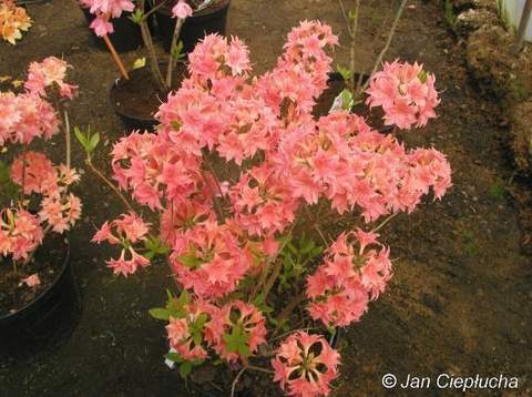 Azalia wielkokwiatowa Il Tasso Azalea Il Tasso