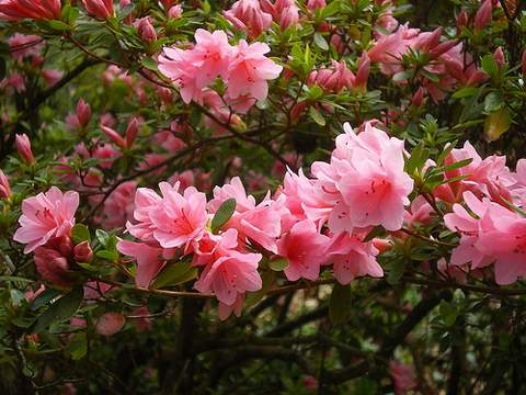 Azalia wielkokwiatowa Il Tasso Azalea Il Tasso