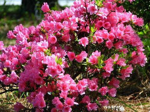 Azalia wielkokwiatowa Il Tasso Azalea Il Tasso