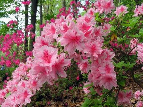 Azalia wielkokwiatowa Il Tasso Azalea Il Tasso