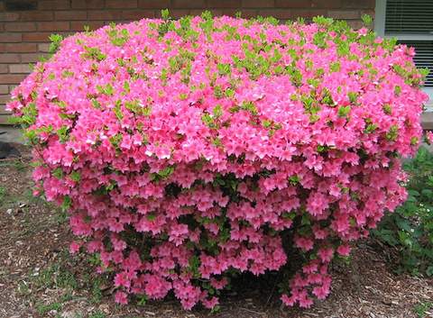 Azalia wielkokwiatowa Il Tasso Azalea Il Tasso