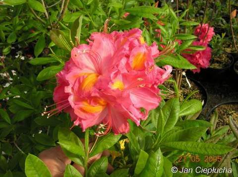 Azalia wielkokwiatowa Juanita Azalea Juanita