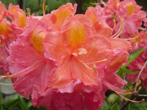 Azalia wielkokwiatowa Juanita Azalea Juanita