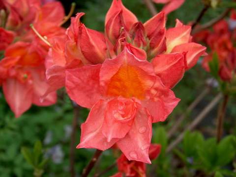 Azalia wielkokwiatowa Juanita Azalea Juanita