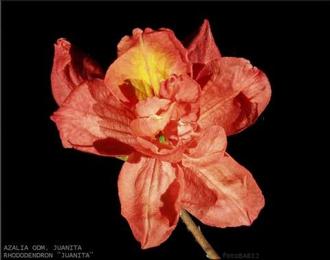 Azalia wielkokwiatowa Juanita Azalea Juanita