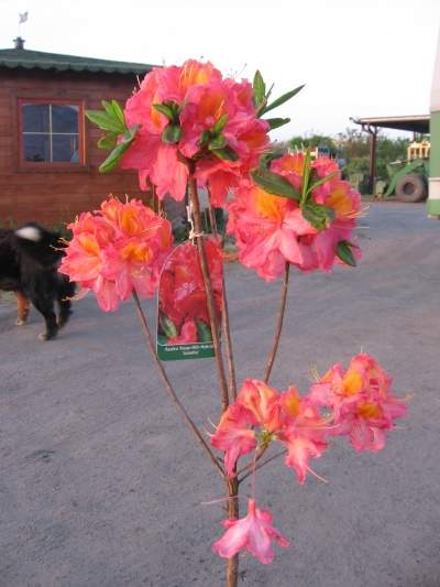 Azalia wielkokwiatowa Juanita Azalea Juanita