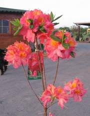 Azalia wielkokwiatowa Juanita Azalea Juanita