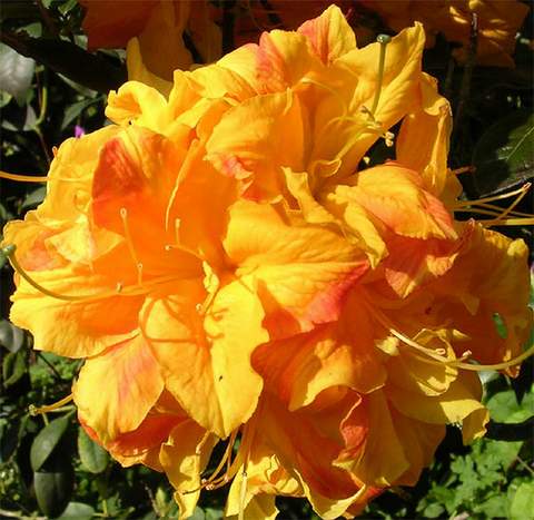 Azalia wielkokwiatowa Klondyke Azalea Klondyke