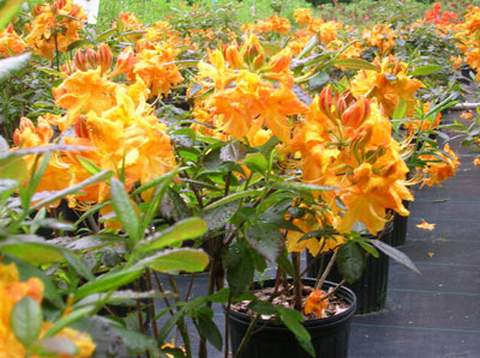 Azalia wielkokwiatowa Klondyke Azalea Klondyke