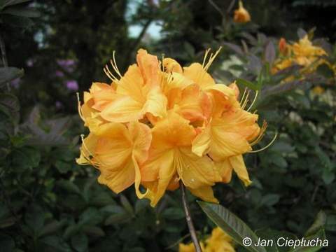 Azalia wielkokwiatowa Klondyke Azalea Klondyke