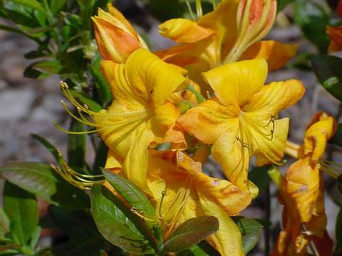 Azalia wielkokwiatowa Klondyke Azalea Klondyke