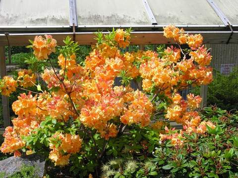 Azalia wielkokwiatowa Klondyke Azalea Klondyke