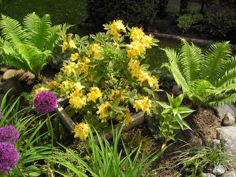 Azalia wielkokwiatowa Klondyke Azalea Klondyke