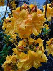 Azalia wielkokwiatowa Klondyke Azalea Klondyke