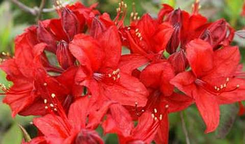 Azalia wielkokwiatowa Nabucco Azalea Nabucco