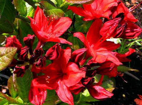 Azalia wielkokwiatowa Nabucco Azalea Nabucco