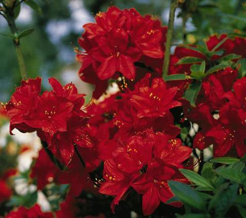 Azalia wielkokwiatowa Nabucco Azalea Nabucco