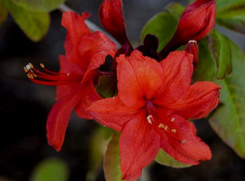 Azalia wielkokwiatowa Nabucco Azalea Nabucco