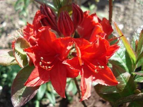 Azalia wielkokwiatowa Nabucco Azalea Nabucco