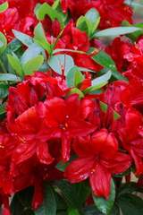 Azalia wielkokwiatowa Nabucco Azalea Nabucco