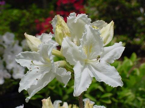 Azalia wielkokwiatowa Oxydol Azalea Oxydol