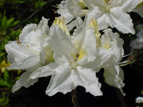 Azalia wielkokwiatowa Oxydol Azalea Oxydol