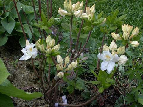 Azalia wielkokwiatowa Oxydol Azalea Oxydol