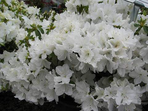 Azalia wielkokwiatowa Oxydol Azalea Oxydol