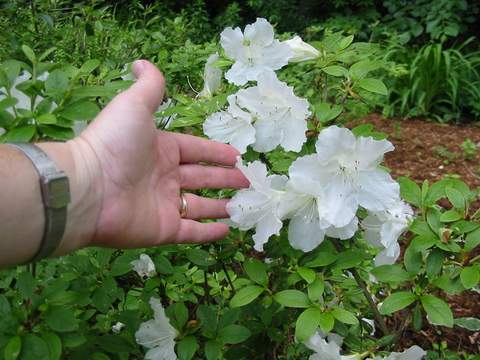 Azalia wielkokwiatowa Oxydol Azalea Oxydol