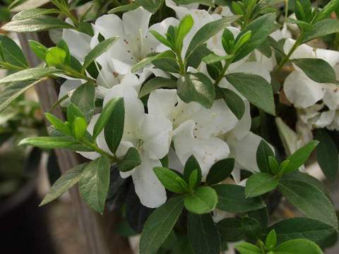 Azalia wielkokwiatowa Oxydol Azalea Oxydol