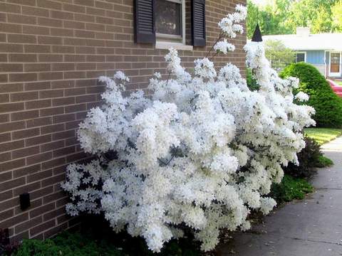 Azalia wielkokwiatowa Oxydol Azalea Oxydol