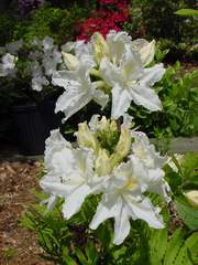 Azalia wielkokwiatowa Oxydol Azalea Oxydol